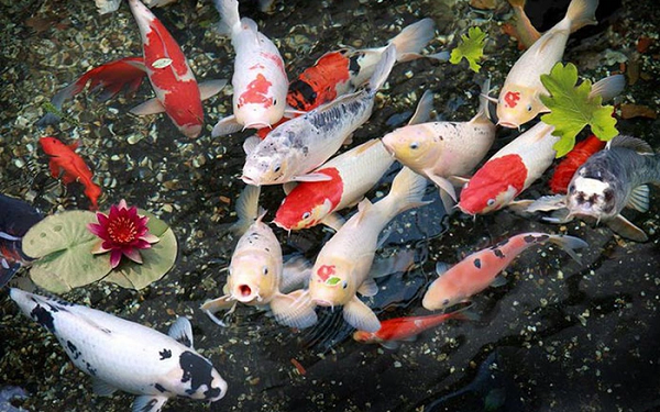 Chế độ dinh dưỡng cá từ 3 tháng - 1 năm cần tập trung vào việc duy trì sức khỏe, thúc đẩy phát triển bộ vảy