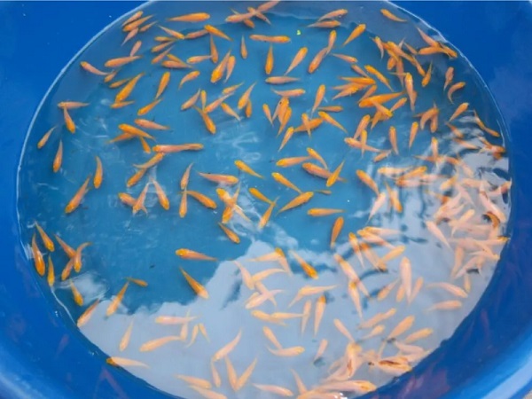 Trong giai đoạn đầu đời từ 1 đến 4 tuần, cá koi con còn rất nhỏ bé, hệ tiêu hóa chưa hoàn chỉnh