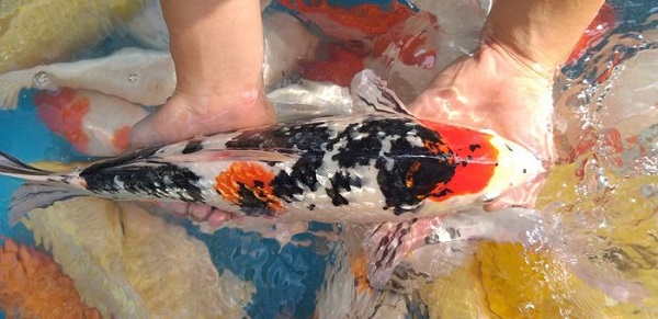 Top 7 giống cá koi hiếm có thể bạn chưa từng nghe tên 21 Chọn nơi mua cá koi hiếm uy tín tại Việt Nam