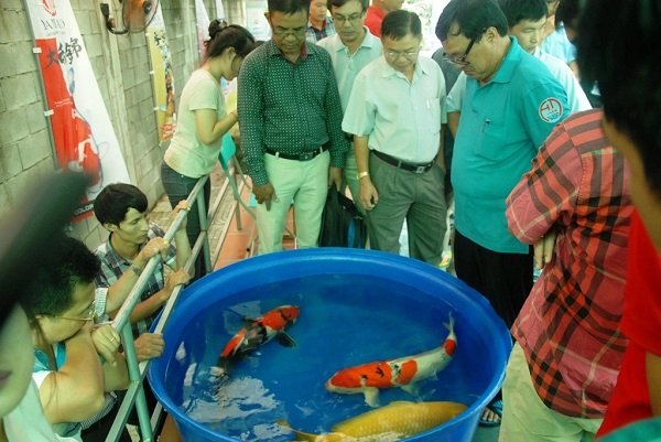 Top 7 giống cá koi hiếm có thể bạn chưa từng nghe tên 13 Sở hữu những chú cá koi quý hiếm