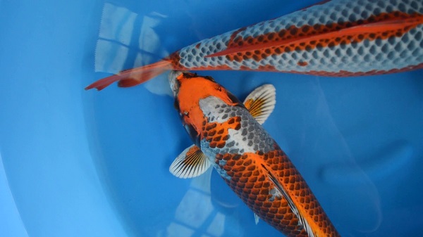 Top 7 giống cá koi hiếm có thể bạn chưa từng nghe tên 17 Cá koi Ginga là dòng cá sở hữu đặc điểm nổi bật về lớp vảy lấp lánh như ánh sao