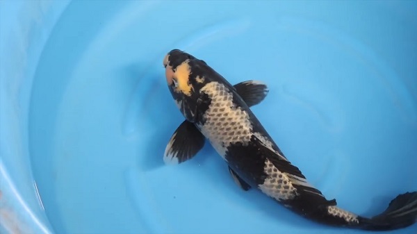 Top 7 giống cá koi hiếm có thể bạn chưa từng nghe tên 18 Koi Kage Shiro Utsuri là dòng cá đặc biệt, sở hữu lớp vảy đen bóng phủ kín thân