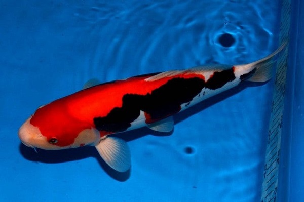 Top 7 giống cá koi hiếm có thể bạn chưa từng nghe tên 19 Kumonryu Beni có khả năng chuyển đổi từ màu trắng sang xám hoặc đen, pha lẫn màu đỏ quyến rũ