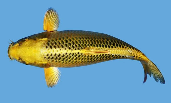 Top 7 giống cá koi hiếm có thể bạn chưa từng nghe tên 12 Cá koi hiếm là loại cá có kiểu dáng, màu sắc hoặc các đặc điểm đặc biệt