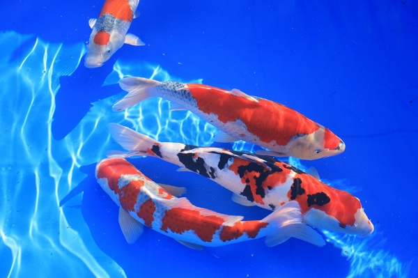 Cá koi Nhật mang đậm giá trị văn hóa của Nhật Bản