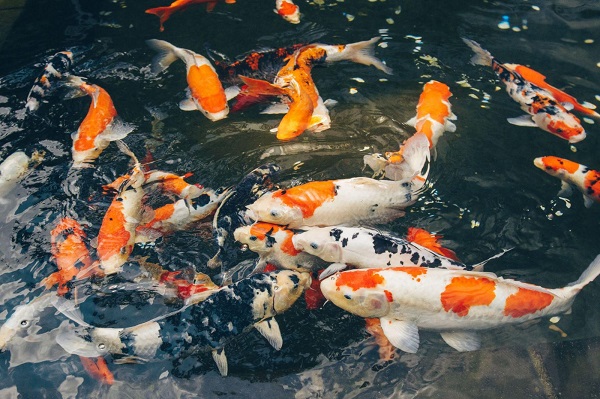 Cá koi Nhật nổi bật bởi vẻ ngoài đẹp mắt, đa dạng về màu sắc