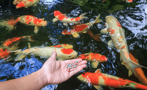 Chất lượng thức ăn đóng vai trò trung tâm trong quá trình nuôi cá koi Nhật