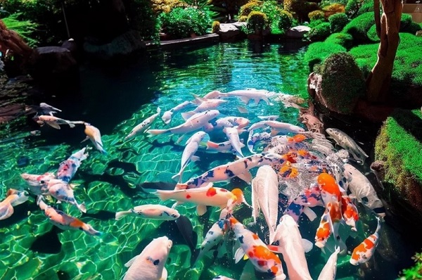 Việc bổ sung các vi sinh có lợi giúp phân hủy chất thải, điều chỉnh cân bằng sinh thái trong hồ cá koi