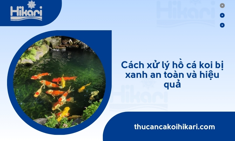 Hồ cá koi bị xanh