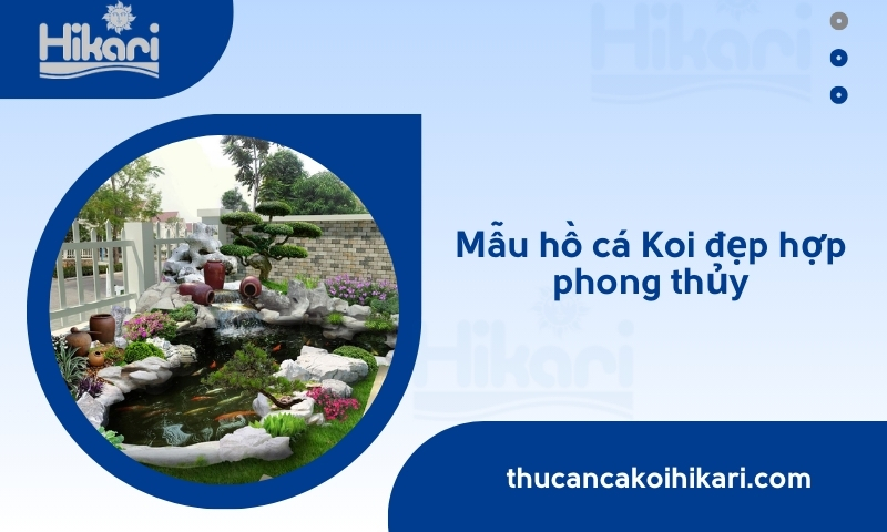 Top 6 Mẫu hồ cá koi đẹp, thiết kế sang trọng, hợp phong thủy