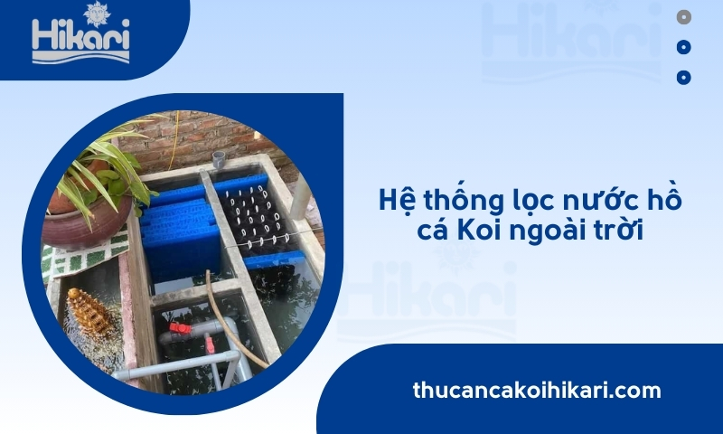 Hệ thống lọc nước hồ cá Koi ngoài trời – Giải pháp lọc hiệu quả