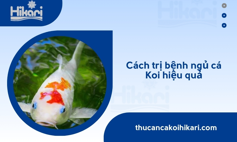 Trang chủ 25 Trang chủ