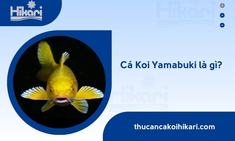 Trang chủ 27 Trang chủ