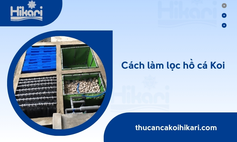 Cách làm lọc hồ cá Koi đúng kỹ thuật – Nước trong, cá khỏe