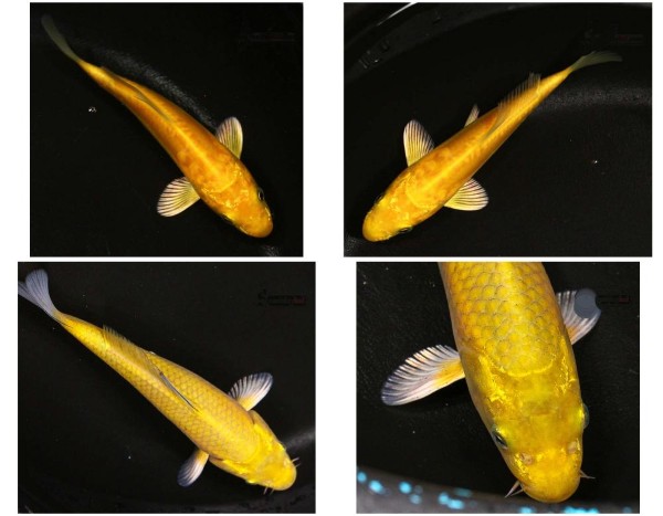 Yamabuki với ngoại hình nổi bật về màu sắc và hình dáng