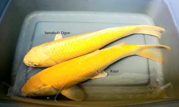 Giá của cá Yamabuki rất đa dạng và còn tùy thuộc nhiều yếu tố khác nhau