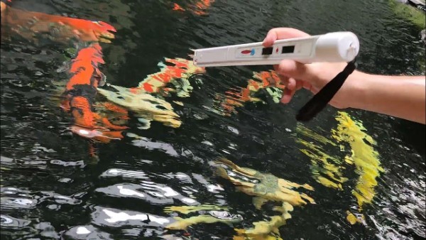 Nhiệt độ lý tưởng cho hồ nên duy trì trong khoảng 20–25°C