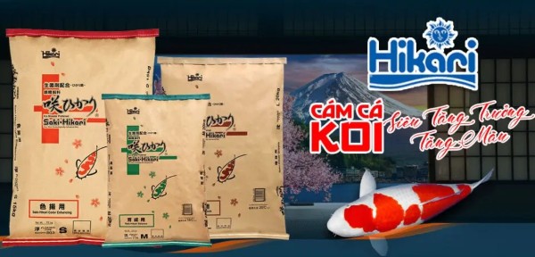 Thức ăn Hikari Nhật Bản giúp giảm tải hệ thống lọc hồ cá Koi