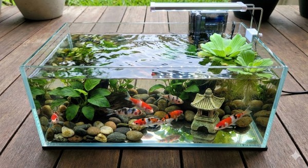 Hồ cá Koi bằng kính full 4 mặt