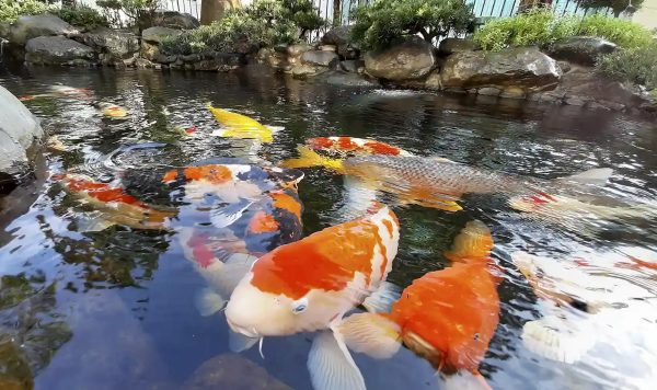 Các nguyên nhân gây bệnh ngủ ở cá Koi