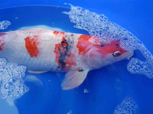 Cách ly cá bệnh để tránh lây nhiễm sang các cá khác