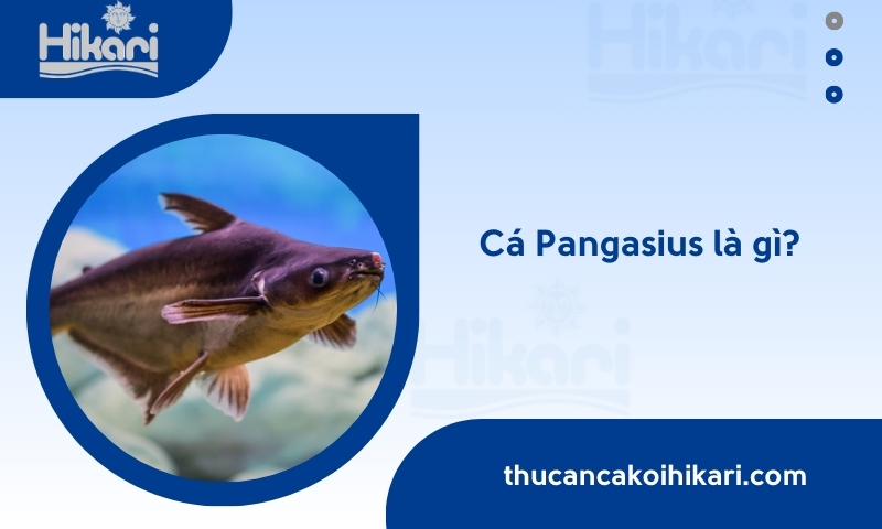 Trang chủ 25 Trang chủ