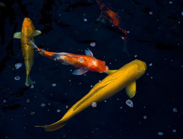 Tổng quan về cá Koi và giá trị đặc biệt của cá Koi 50 tỷ