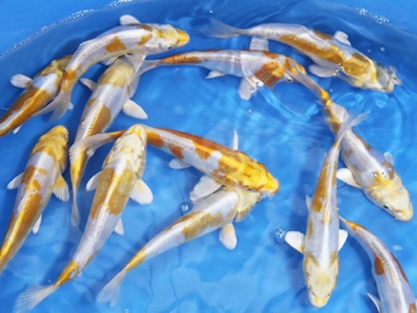 Hariwake – Sự kết hợp hoàn hảo giữa trắng và vàng kim