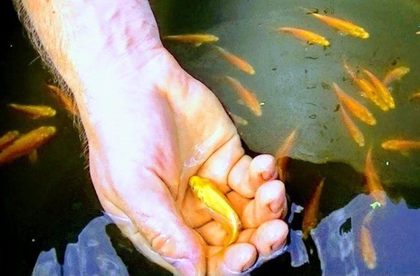 Bí ẩn sức hút của cá Koi đối với giới thượng lưu