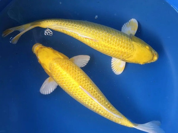 Các yếu tố cần lưu ý để có thể sở hữu một chú cá Koi giá trị cao