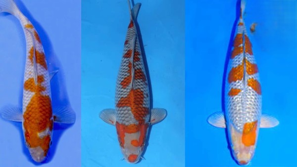 Cá Koi Ochiba với bộ màu nâu, vàng và xám