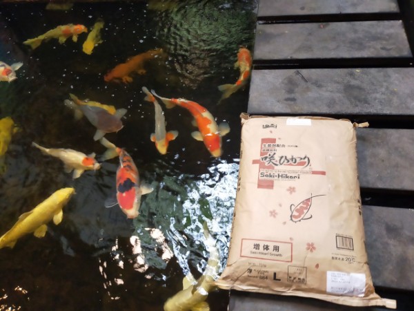 Hikari Bí quyết giúp cá Koi lên màu rực rỡ và bền bỉ
