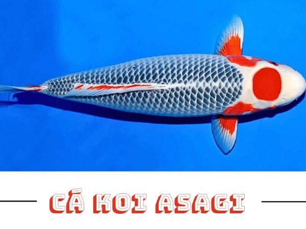 Cá Asagi với màu xanh kết hợp trắng cam