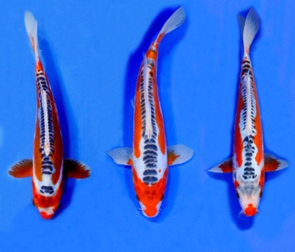 Cá Shusui biến thể của Asagi