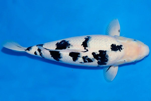 Cá Bekko nổi bật là các đốm đen trên nền trắng hoặc xanh