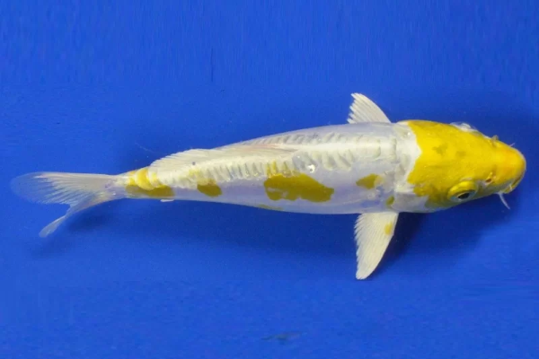 Cá Hariwake mang màu bạc sáng bóng