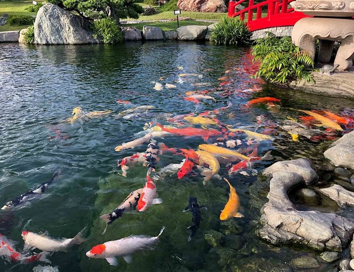 Bổ sung vi sinh định kỳ để cân bằng hệ sinh thái cho hồ cá koi