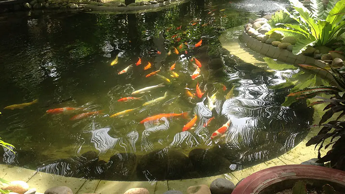Hệ thống lọc không đủ công suất hoặc bị tắc nghẽn làm hồ cá koi bị đục