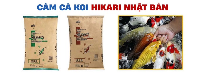 Saki-Hikari của Nhật Bản với khả năng cung cấp dinh dưỡng tối ưu cho cá koi