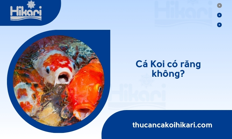 Cá Koi có răng không