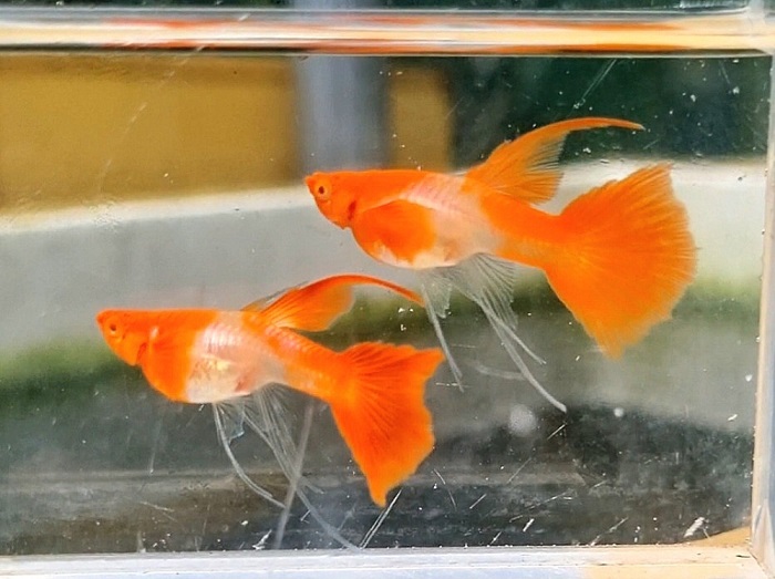 Cá Koi Red Ear có mảng đỏ tươi bắt đầu từ vùng nắp mang