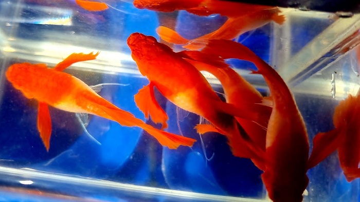 Cá Koi Red Ear xuất xứ từ các trang trại danh tiếng Nhật Bản