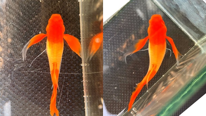 Cách chăm sóc Cá Koi Red Ear giúp duy trì màu sắc rực rỡ