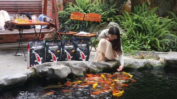 Dinh dưỡng đóng vai trò quyết định trong việc duy trì màu sắc cá Koi Red Ear