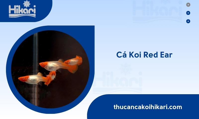 Trang chủ 26 Cá Koi Red Ear