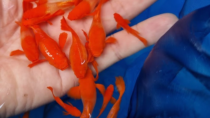 Cá Koi Red Ear là dòng cá koi đặc biệt nổi bật với mảng màu đỏ rực rỡ