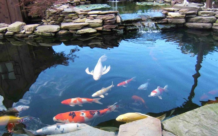 Cách sơn đen cho hồ Cá Koi đúng kỹ thuật & bền màu 8 Bí quyết giúp cá Koi nổi bật nhất trên nền hồ đen