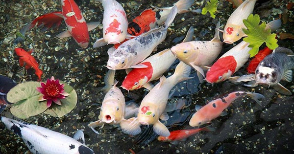 Chi phí nuôi cá Koi bao nhiêu? Bảng kê chi tiết cho người mới 6 Tổng quan về chi phí nuôi cá Koi