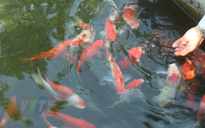 Kỹ thuật xây dựng ao đất nuôi cá Koi tiêu chuẩn