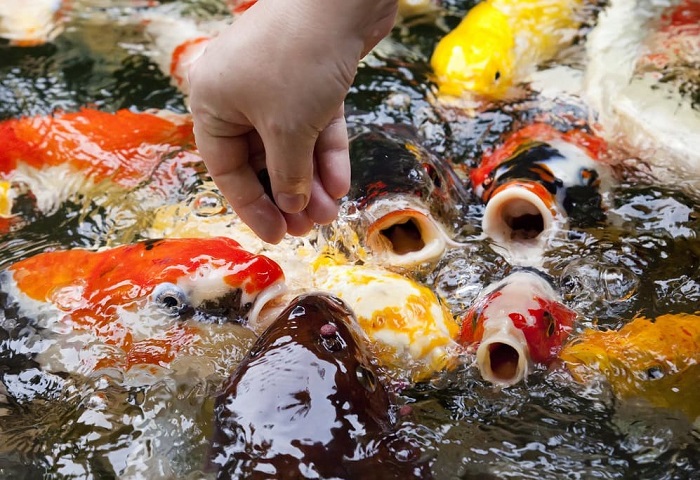 Cách cho cá Koi ăn trong ao đất đúng cách